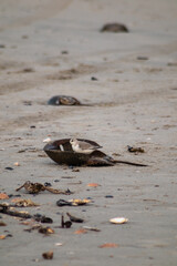 Sandpiper in the horseshoe crab shell 