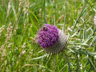 Causse du M&eacute;jean