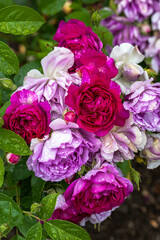 Flowering ‘Secret’s Out’ Hybrid Tea Rose