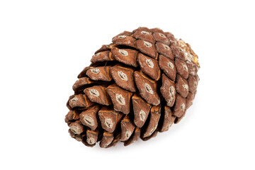 Pine cone