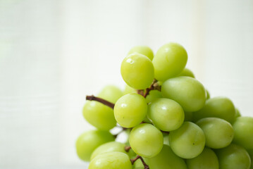 新鮮なシャインマスカット
