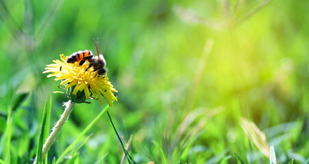 Fototapeta premium close-up of a bee perched on a yellow flower, macro shot of a bee, bee collecting pollen, green background 