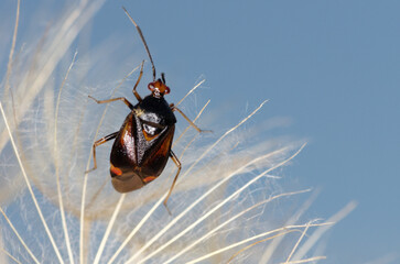 Une petite punaise prédatrice d'insectes phytophages (Deraeocoris ruber)