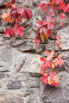 urban autumnal background. stone wall covered with ivy or creeper plant in red foliage