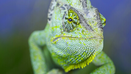 Close-up frontal portrait of adult green Veiled chameleon sits on tree branch and looks at on camera lens, on green grass and blue sky background. Yemen chameleon (Chamaeleo calyptratus)