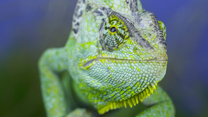 Close-up frontal portrait of adult green Veiled chameleon sits on a tree branch and looks around, on green grass and blue sky background. Cone-head chameleon or Yemen chameleon (Chamaeleo calyptratus)