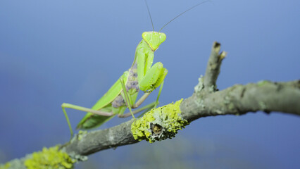 Closeup of Green praying mantis sits swaying on tree branch and looking at on camera lens on green grass and blue sky background. Transcaucasian tree mantis (Hierodula transcaucasica)