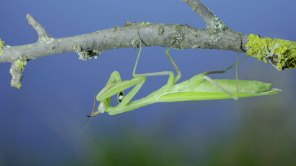 Green praying mantis hangs under tree branch and cleans its paws on green grass and blue sky background. European mantis (Mantis religiosa)