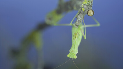 Closeup frontal portrait of Green praying mantis hangs under tree branch and looks at on camera lens on green grass and blue sky background. European mantis (Mantis religiosa)