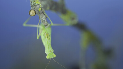 Closeup frontal portrait of Green praying mantis hangs under tree branch and looks at on camera lens on green grass and blue sky background. European mantis (Mantis religiosa)