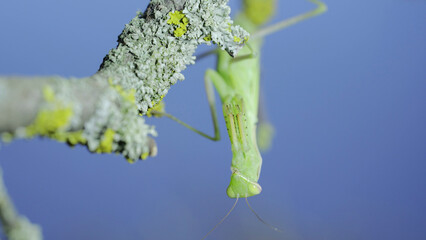 Closeup frontal portrait of Green praying mantis hangs under tree branch and looks at on camera...
