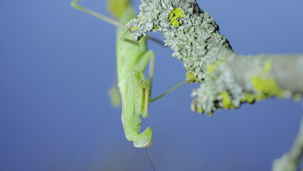 Closeup portrait of Green praying mantis hangs under tree branch and looks at on camera lens on green grass and blue sky background. European mantis (Mantis religiosa)