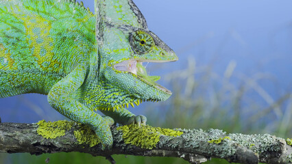 Close-up of mature Veiled chameleon eats praying mantis. Cone-head chameleon or Yemen chameleon (Chamaeleo calyptratus) and Transcaucasian tree mantis (Hierodula transcaucasica)