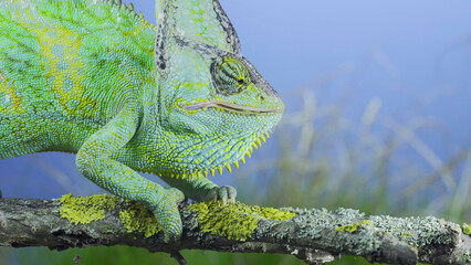 Close-up of mature Veiled chameleon eats praying mantis. Cone-head chameleon or Yemen chameleon (Chamaeleo calyptratus) and Transcaucasian tree mantis (Hierodula transcaucasica)
