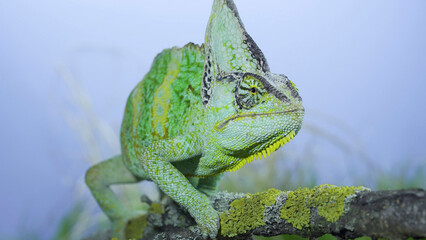 Adult green Veiled chameleon sits on a tree branch and looks around, on green grass and blue sky background. Cone-head chameleon or Yemen chameleon (Chamaeleo calyptratus)