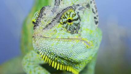 Close-up frontal portrait of adult green Veiled chameleon sits on a tree branch and looks around, on green grass and blue sky background. Cone-head chameleon or Yemen chameleon (Chamaeleo calyptratus) © Andriy Nekrasov