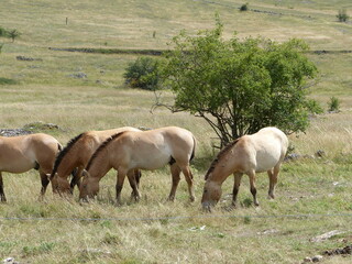 Cheval de Przewalski