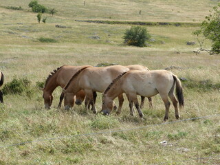 Cheval de Przewalski