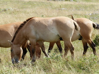 Cheval de Przewalski