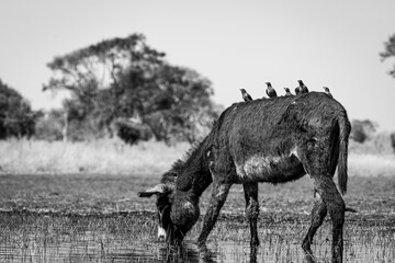 Donkey, Okavongo Delta, Bostawana, August 2022
