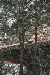 corner of traditional javanese house with tropical garden