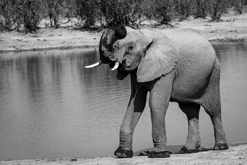 Obraz premium Baby Elephant drinking in a lake, Okavongo Delta, Bostawana, August 2022