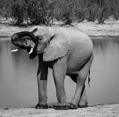Baby Elephant drinking in a lake, Okavongo Delta, Bostawana, August 2022