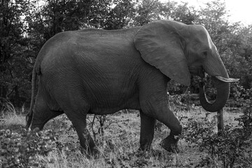 Elephant in a lake, Okavongo Delta, Bostawana, August 2022
