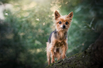 Yorkshire Terrier dog on the tree