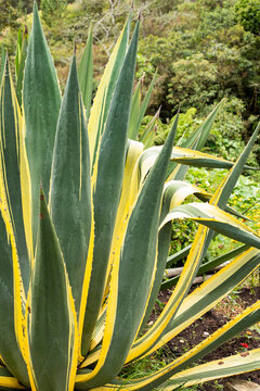 Agave tequilana, commonly called blue agave or tequila agave