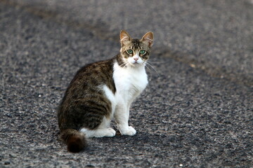 The domestic cat is a mammal of the cat family of the carnivora order.