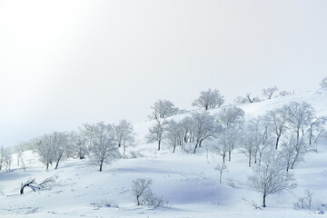 Obraz premium snow covered trees in winter landscape, beautiful trees in the snow in the wild