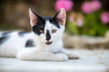 Cute young cat 