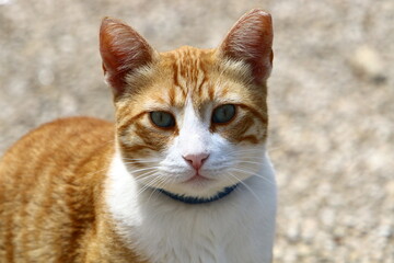 The domestic cat is a mammal of the cat family of the carnivora order.