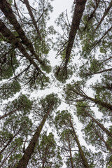 Mirando al cielo