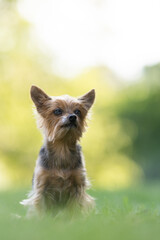 Yorkshire Terrier (Yorkie) Dog Breed old dog