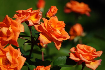 オレンジ色の美しいバラ
