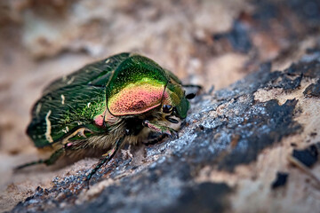 Goldglänzender Rosenkäfer ( Cetonia aurata ).