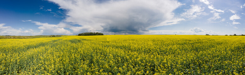 Panorama of an agricultural landscape of vast canola fields under a blue sky with storm clouds forming.
