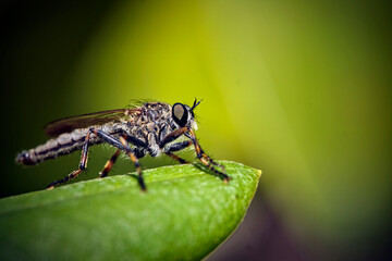 Naklejka premium Raubfliege ( Machimus sp. ).