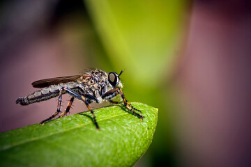 Raubfliege ( Machimus sp. ).