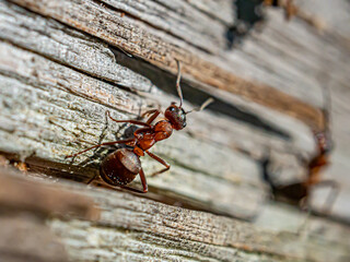 Ants crawling on a tree