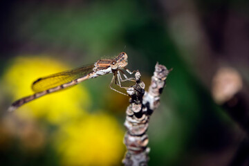 Gemeine Winterlibelle ( Sympecma fusca ).