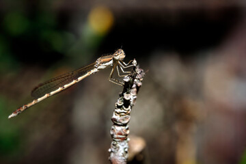 Gemeine Winterlibelle ( Sympecma fusca ). © Michael