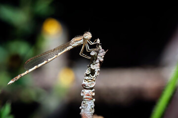 Gemeine Winterlibelle ( Sympecma fusca ).