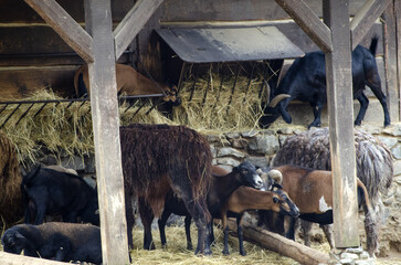 goats, sheeps, animals from farmhouse at the straw feeder in Prague Zoo