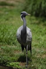 Grus virgo, grey bird in green gras