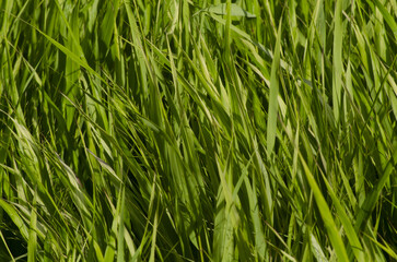 green grass background