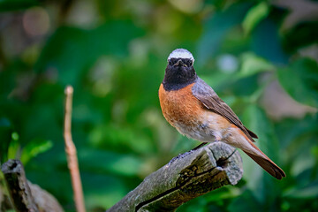 Gartenrotschwanz ( Phoenicurus phoenicurus ).