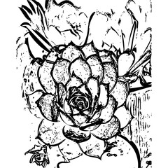 black and white succulent 